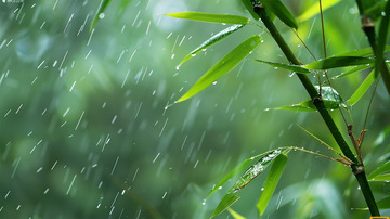 春天下雨谷雨竹子竹叶场景