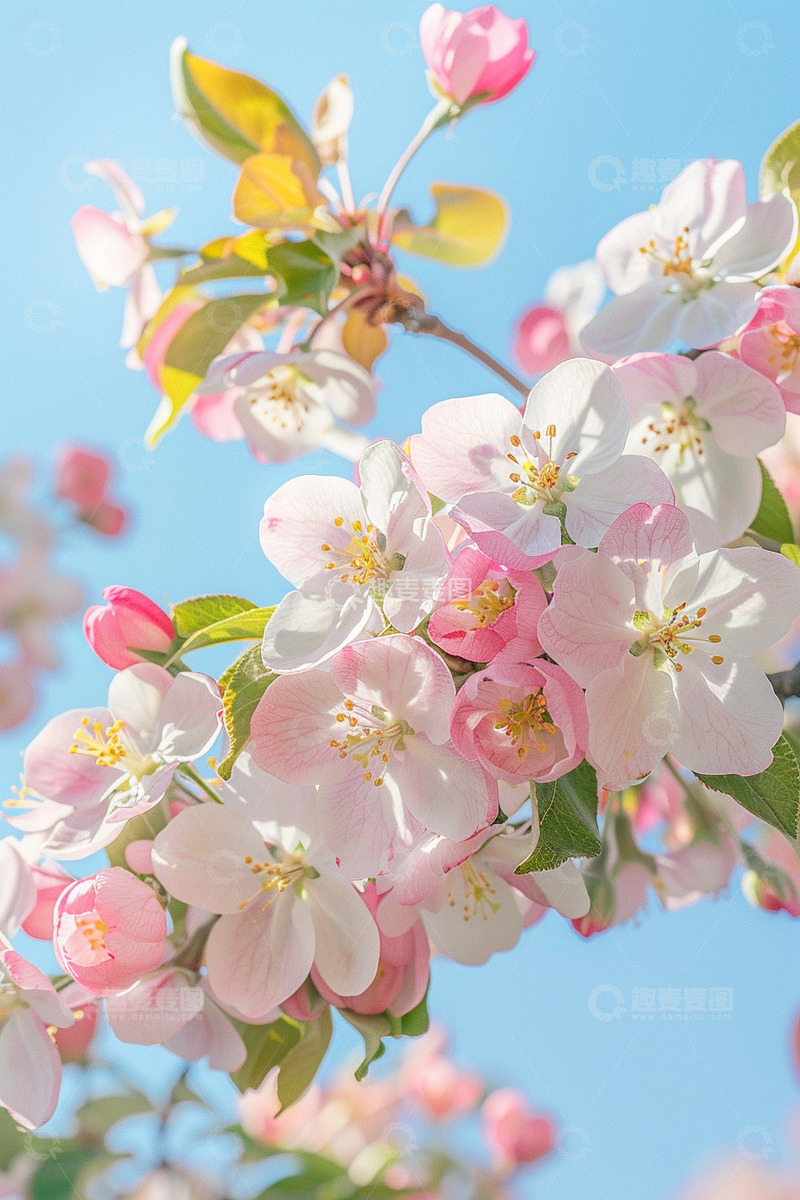 高清大图下载【趣麦麦图】春日粉色桃花