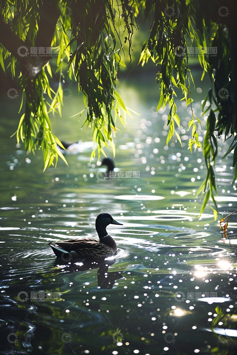 高清大图下载【趣麦麦图】春天湖泊鸭子