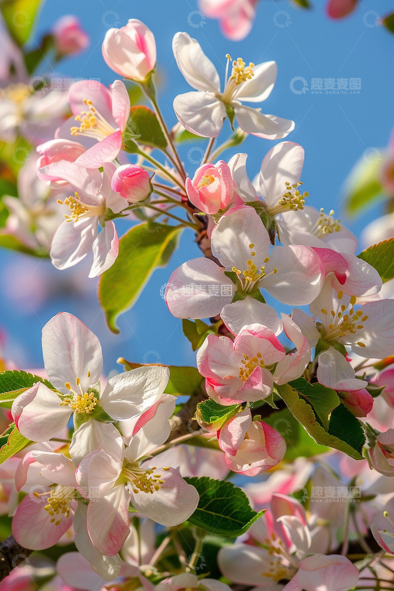 高清大图下载【趣麦麦图】春天桃花花朵