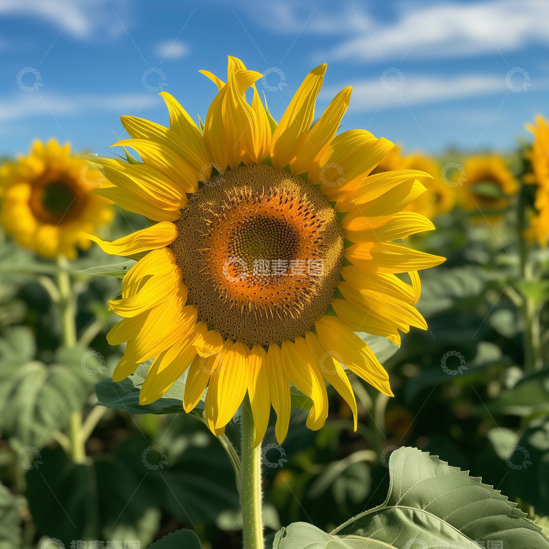 高清大图下载【趣麦麦图】黄色向日葵花盘特写