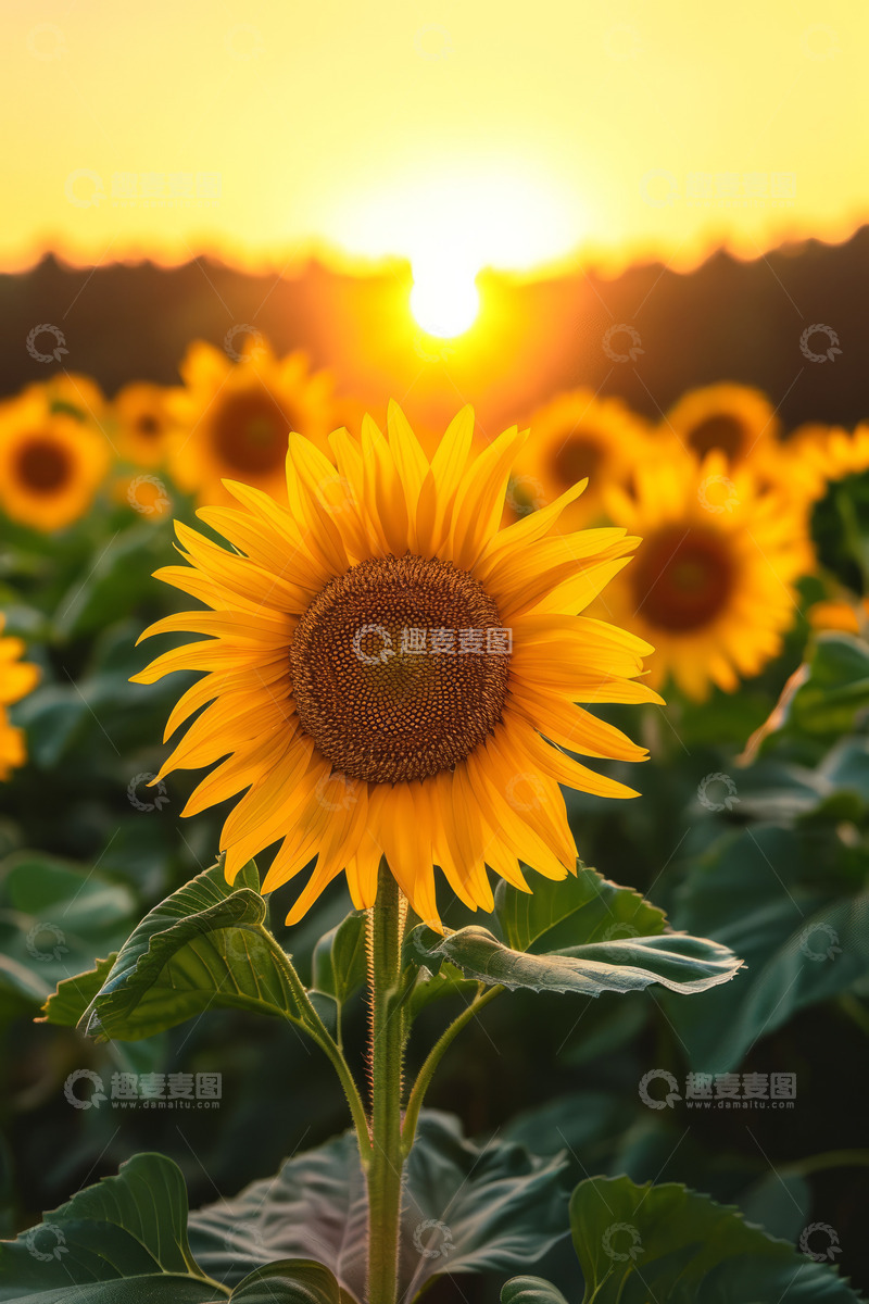 高清大图下载【趣麦麦图】晴天里的向日葵