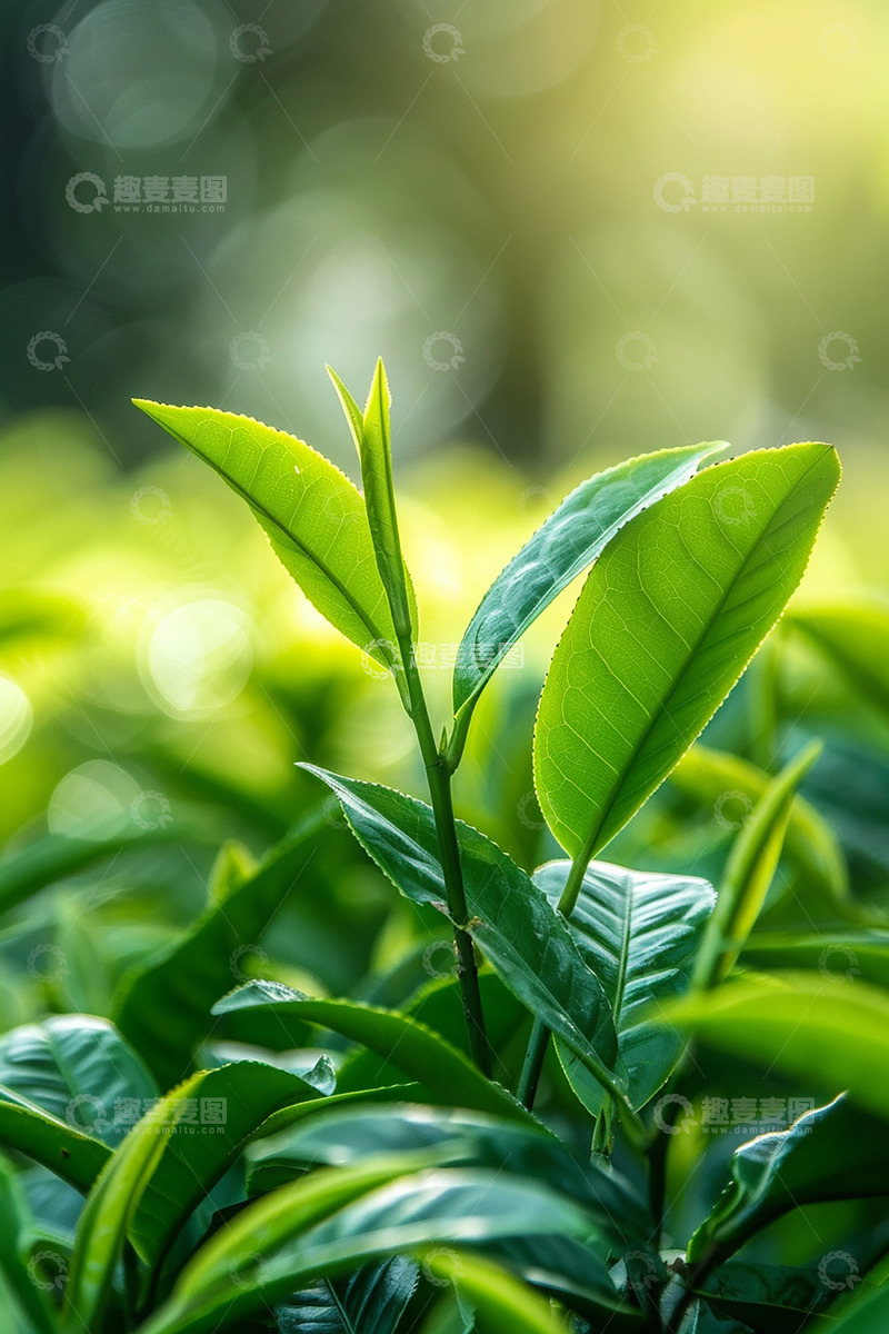 高清大图下载【趣麦麦图】茶叶实拍图片