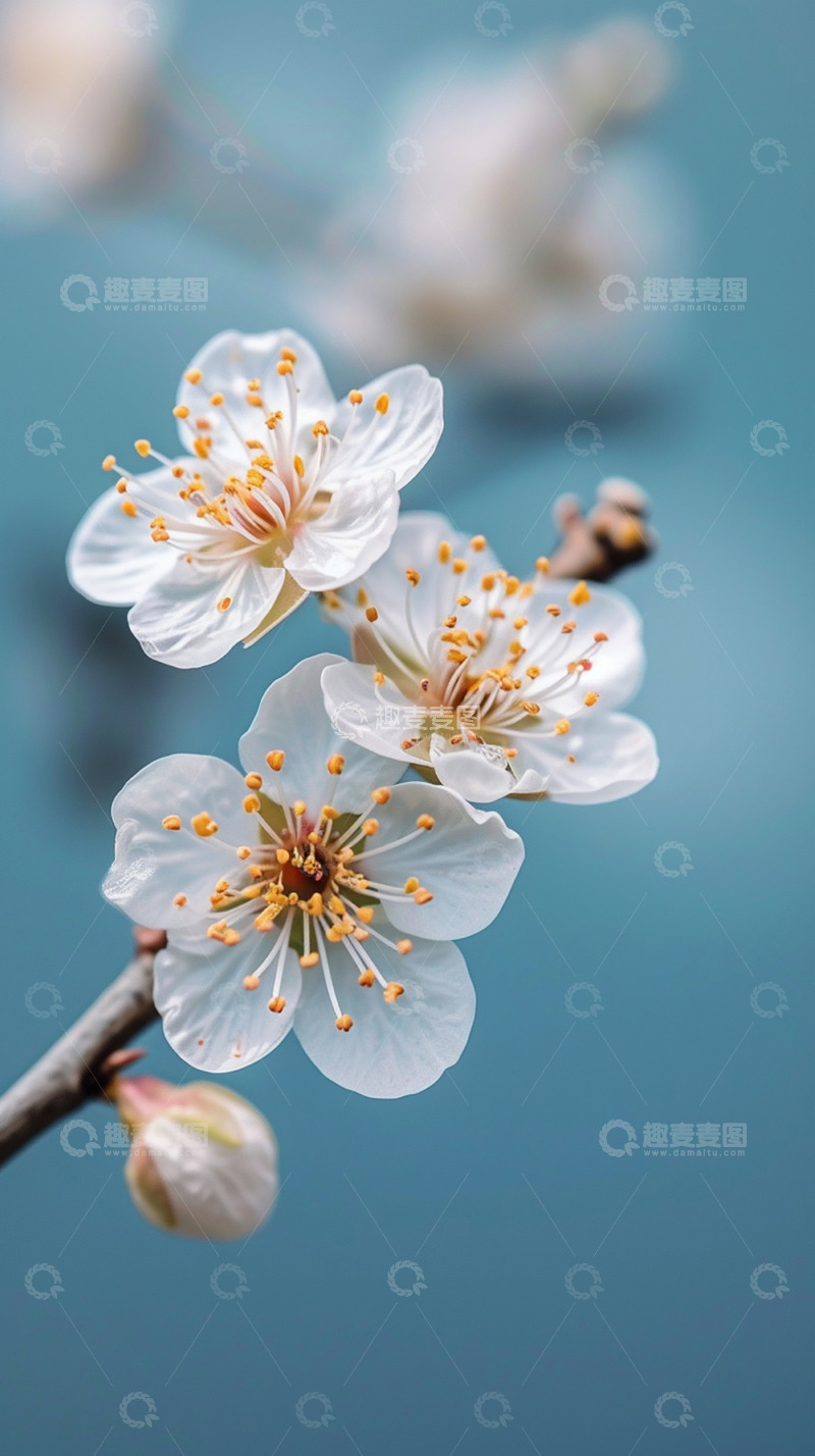 高清大图下载【趣麦麦图】春日杏花特写