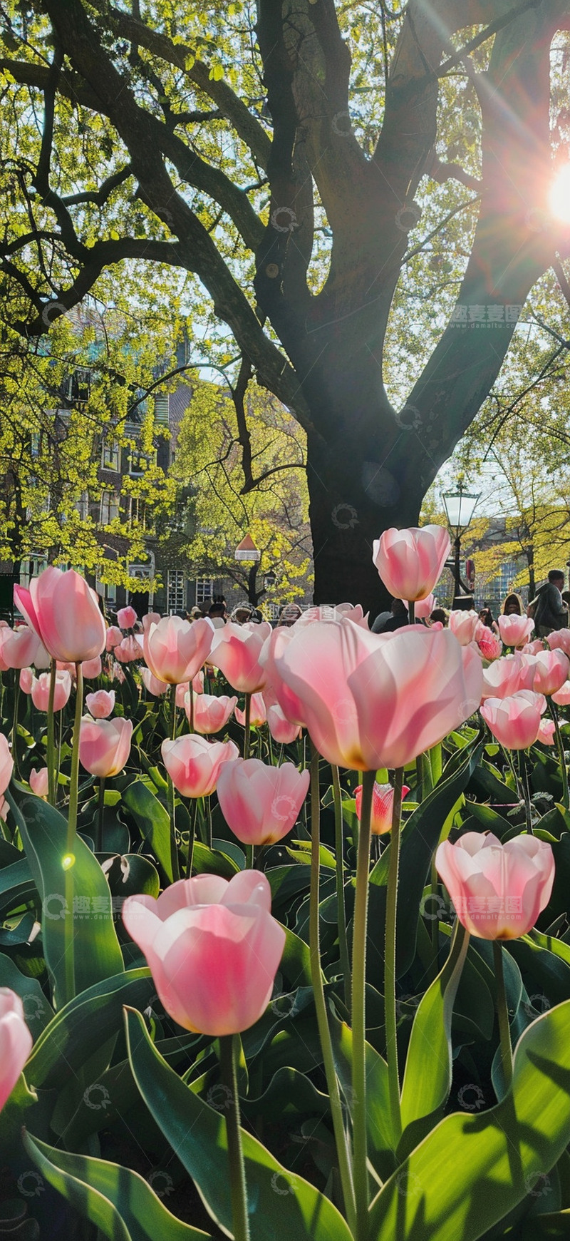 高清大图下载【趣麦麦图】-郁金香开放风景
