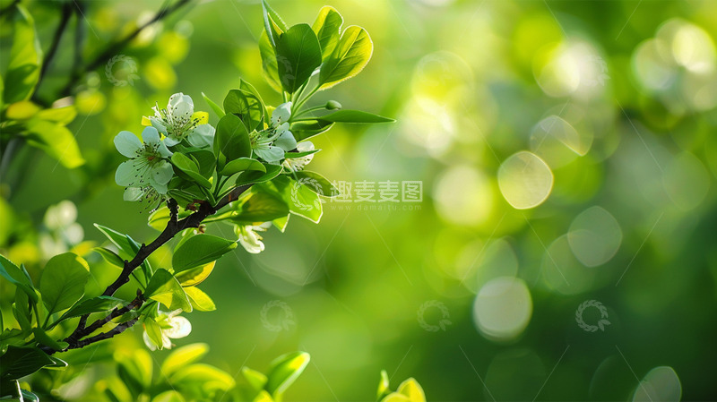 春天植物鲜花绿色唯美场景壁纸