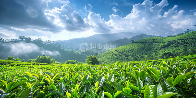 高清大图下载【趣麦麦图】春日云雾茶山