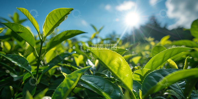 高清大图下载【趣麦麦图】春天阳光茶叶特写
