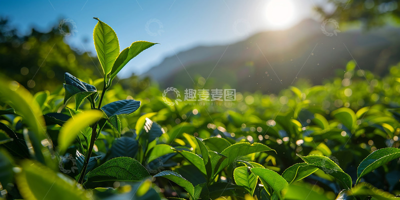 高清大图下载【趣麦麦图】阳光茶叶特写