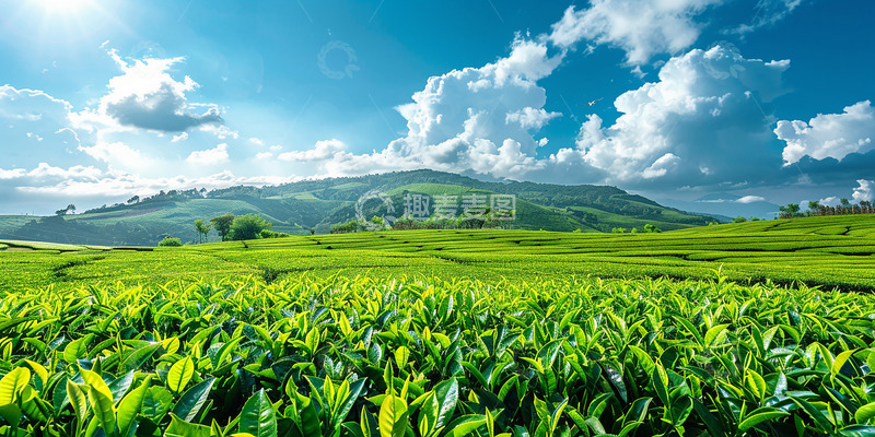 高清大图下载【趣麦麦图】清明时节绿色茶园