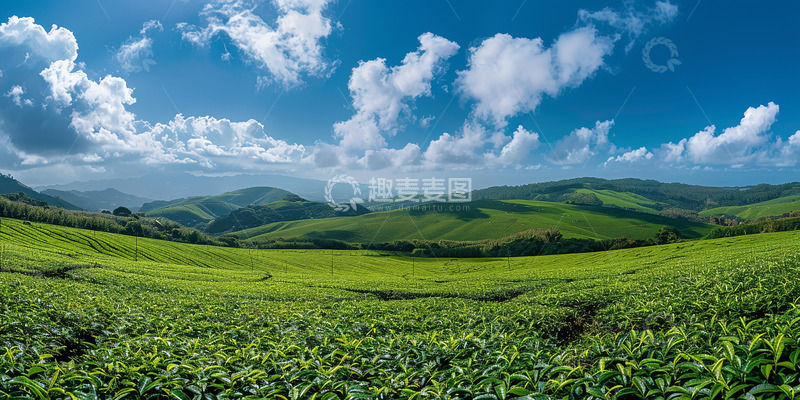 高清大图下载【趣麦麦图】高清茶园基地实拍
