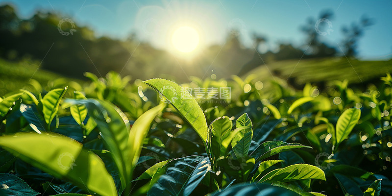 高清大图下载【趣麦麦图】阳光照耀下的茶叶