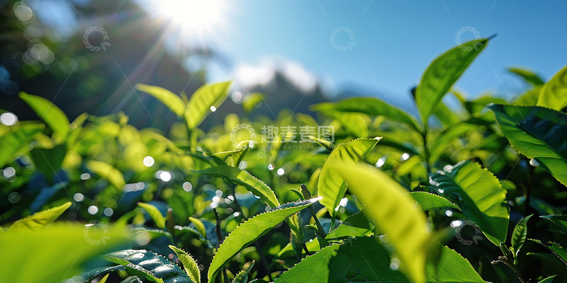 高清大图下载【趣麦麦图】茶叶特写镜头图片