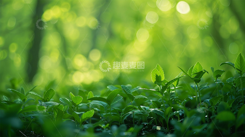 春天生机植物绿色场景唯美插画