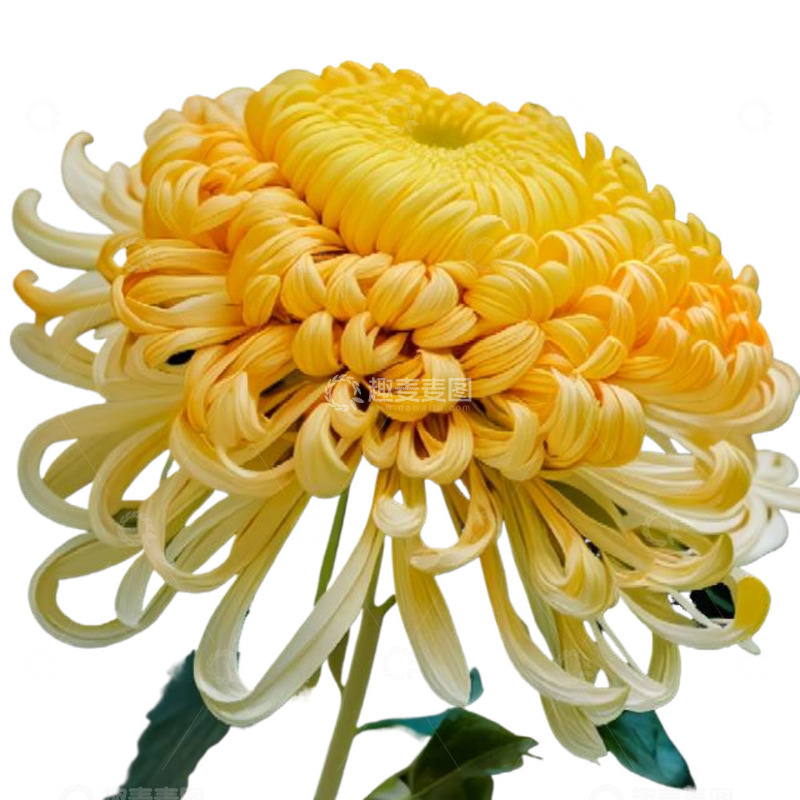 高清大图下载【趣麦麦图】清明时节黄色菊花