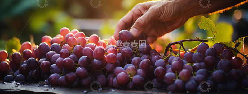 高清大图下载【趣麦麦图】葡萄采摘背景