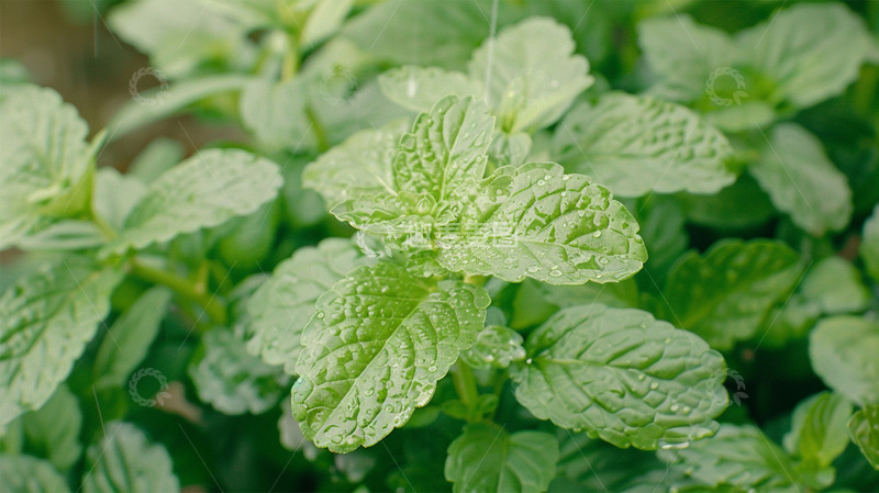 高清大图下载【趣麦麦图】春天绿色植物露水唯美场景插画