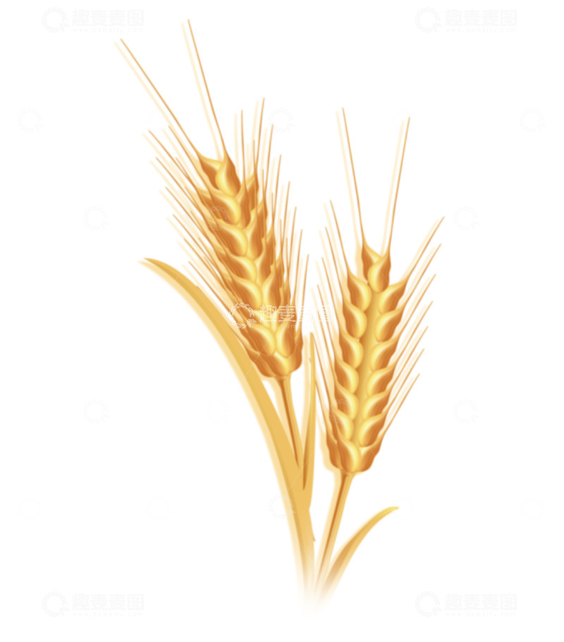 高清大图下载【趣麦麦图】金色小麦麦穗