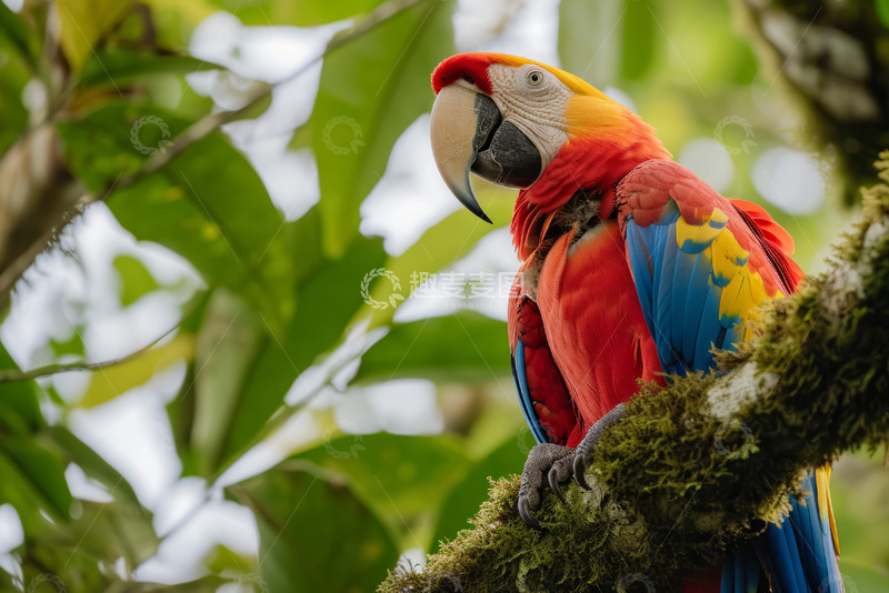 高清大图下载【趣麦麦图】鹦鹉鸟类动物特写