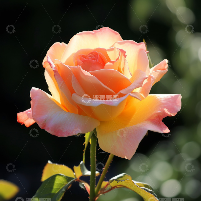 高清大图下载【趣麦麦图】粉红色玫瑰盛开