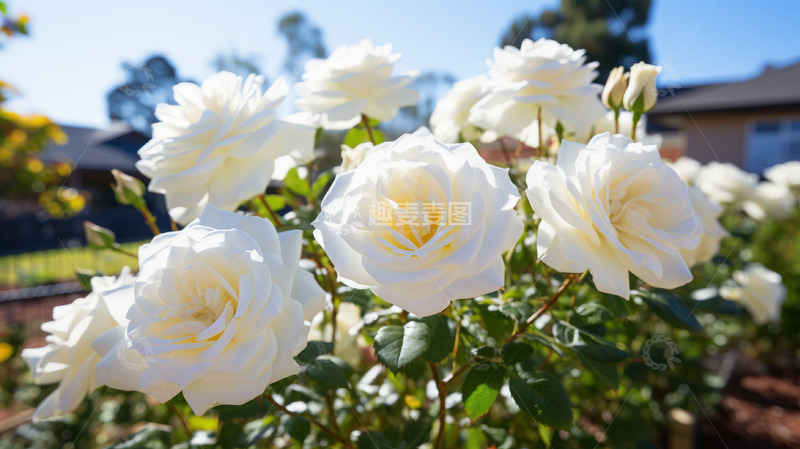 高清大图下载【趣麦麦图】情人节玫瑰花情人节快乐