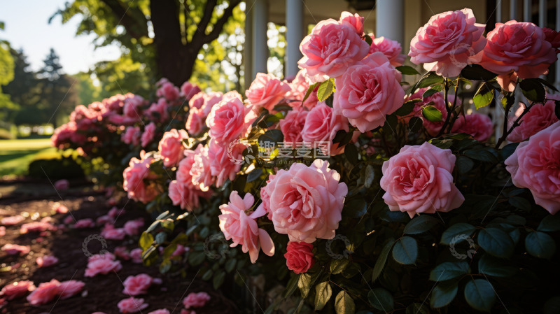 高清大图下载【趣麦麦图】一缕阳光照在玫瑰花上
