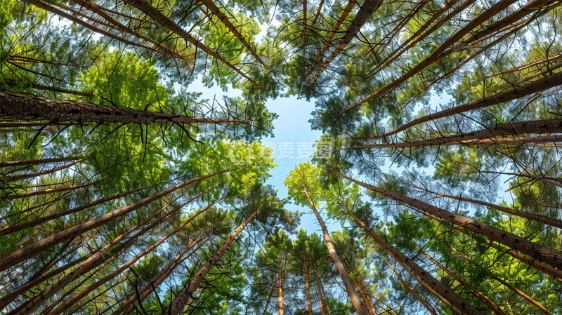 高清大图下载【趣麦麦图】仰视树林森林绿色场景植物
