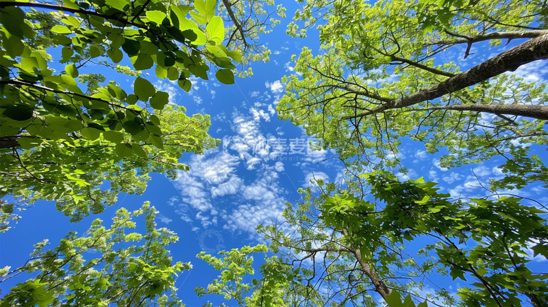 高清大图下载【趣麦麦图】蓝天白云大树仰望场景自然