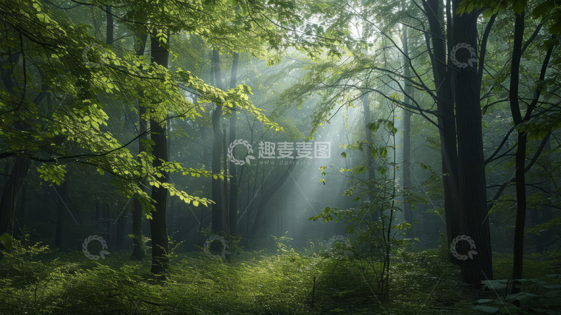高清大图下载【趣麦麦图】树林里绿树成荫