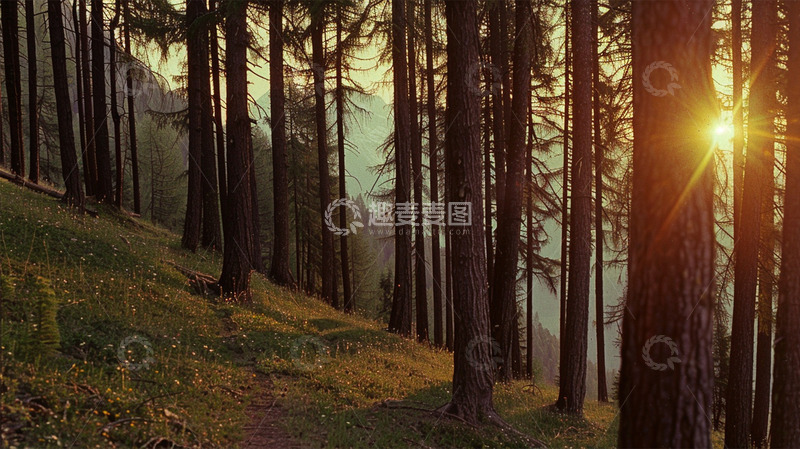 高清大图下载【趣麦麦图】树林树木草地阳光暖色调美景