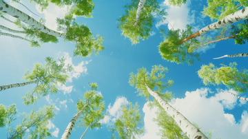 仰视白桦树嫩绿色蓝天白云场景