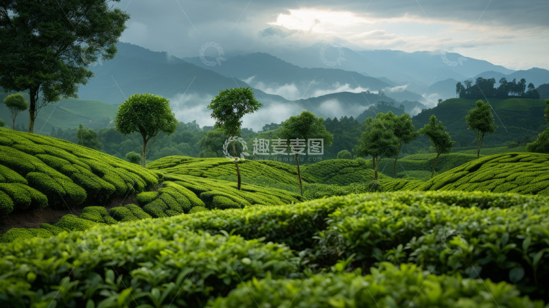 高清大图下载【趣麦麦图】雨后茶园美景