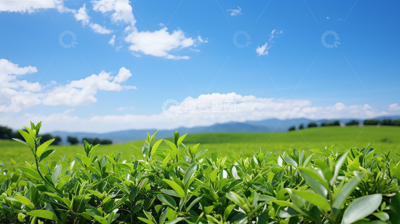 绿色春茶茶园风景