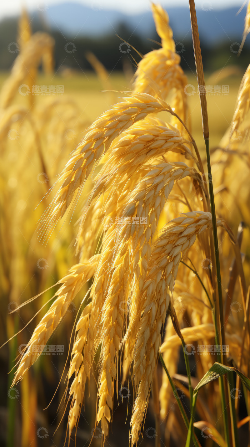 高清大图下载【趣麦麦图】饱满水稻稻穗