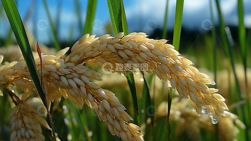 高清大图下载【趣麦麦图】稻田水稻近景