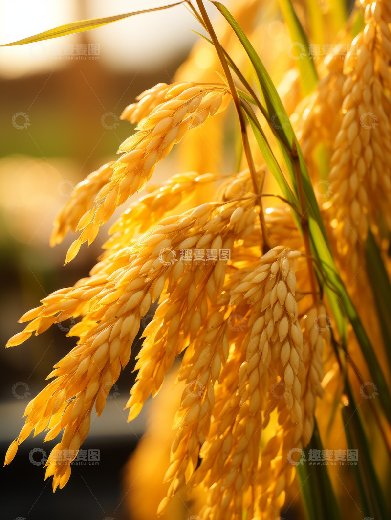 高清大图下载【趣麦麦图】稻田成熟金色水稻