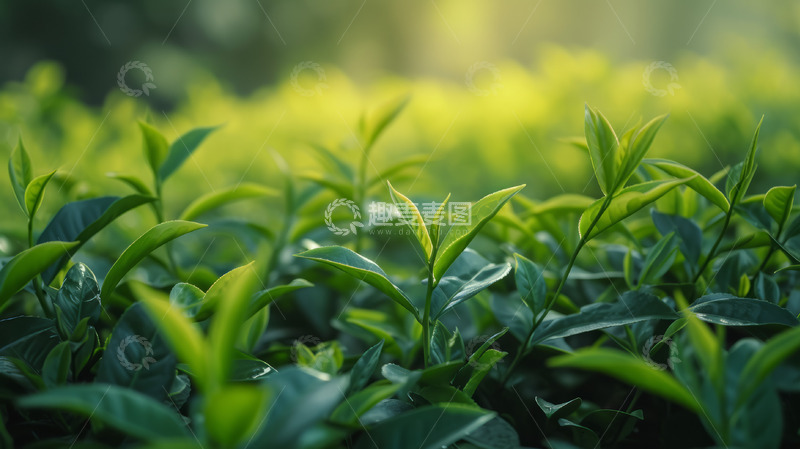 高清大图下载【趣麦麦图】茶园特写镜头