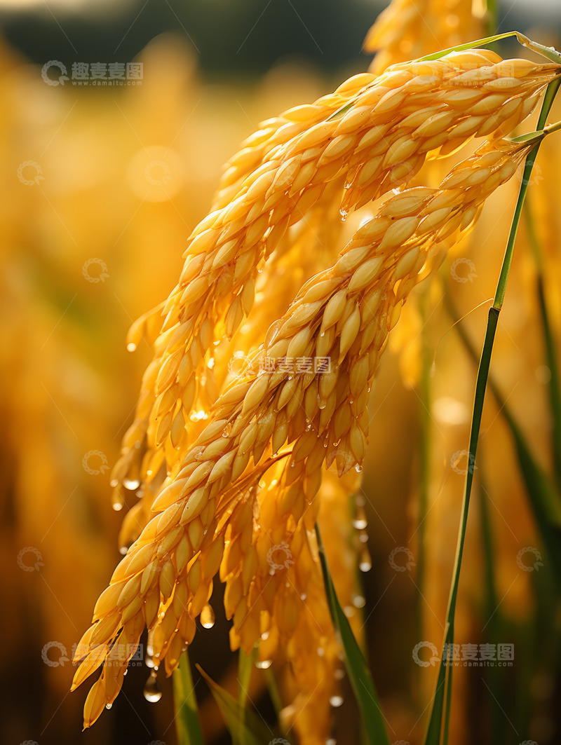 高清大图下载【趣麦麦图】水稻稻穗特写