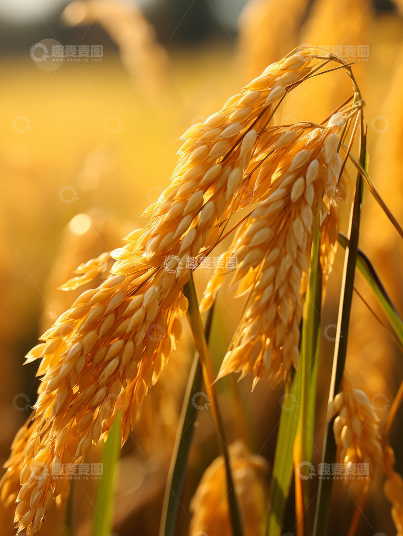 高清大图下载【趣麦麦图】成熟水稻稻穗特写