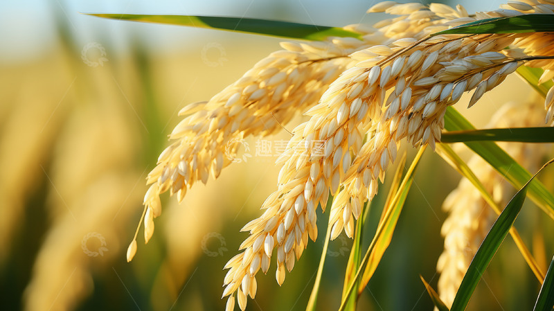 高清大图下载【趣麦麦图】金色稻田稻穗