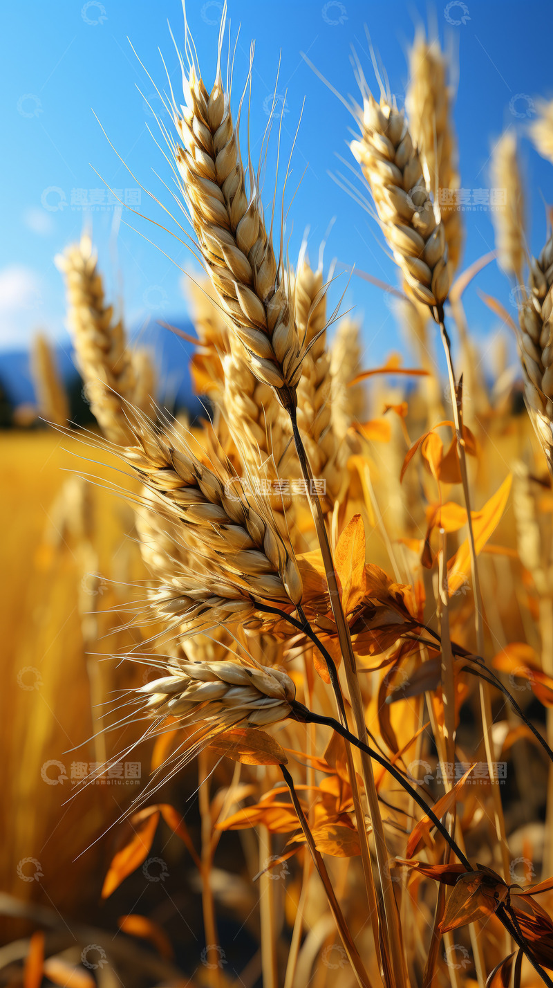 高清大图下载【趣麦麦图】稻田水稻近景摄影
