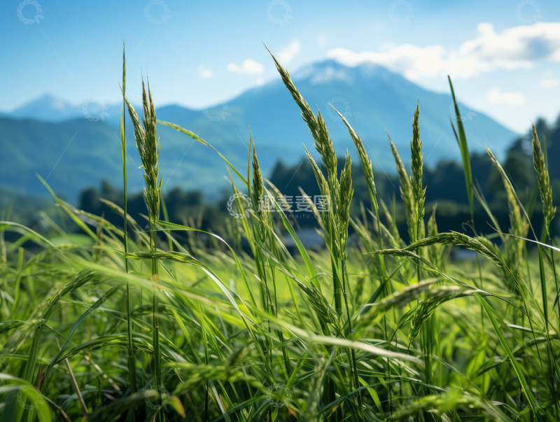 高清大图下载【趣麦麦图】绿色水稻农作物