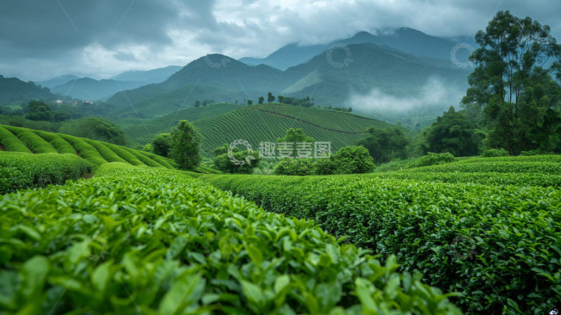 雨后的茶园景色