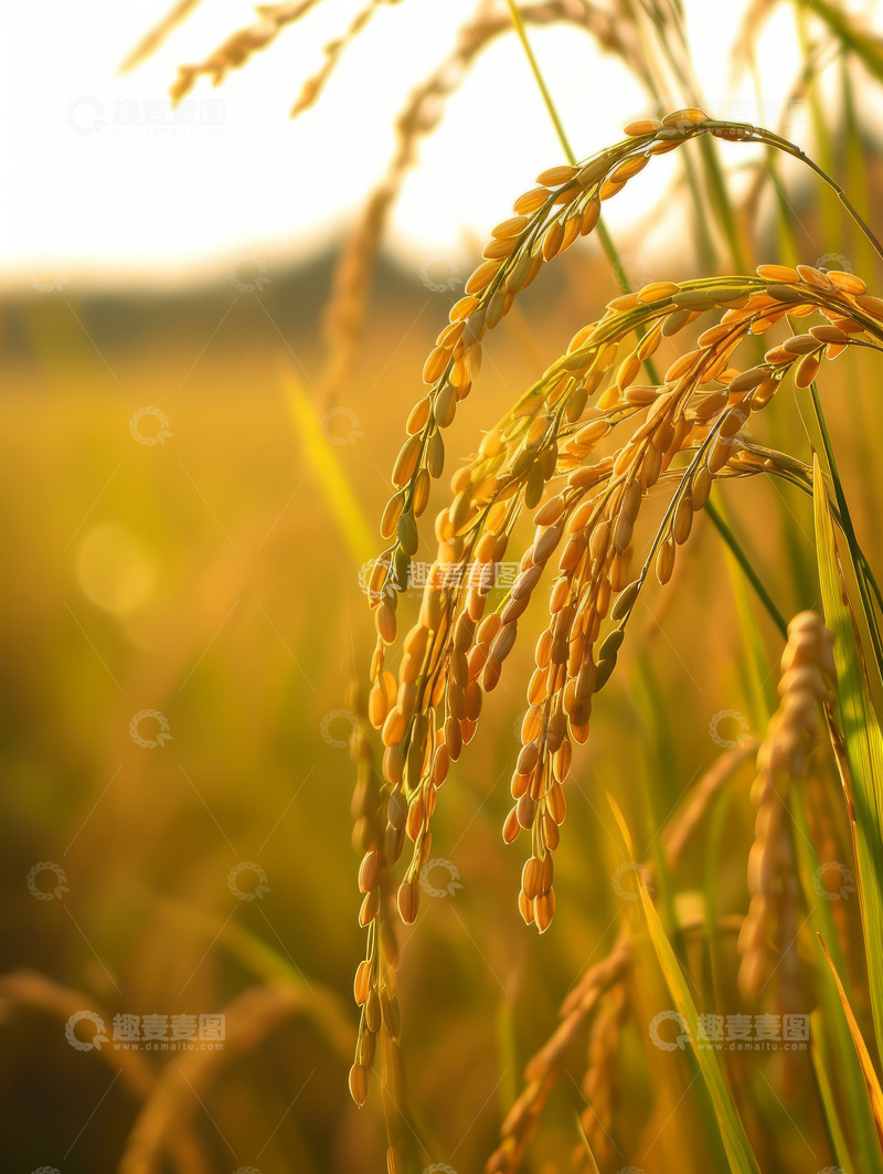 高清大图下载【趣麦麦图】乡村田园金色水稻背景