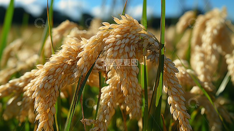 高清大图下载【趣麦麦图】农田绿色水稻风景