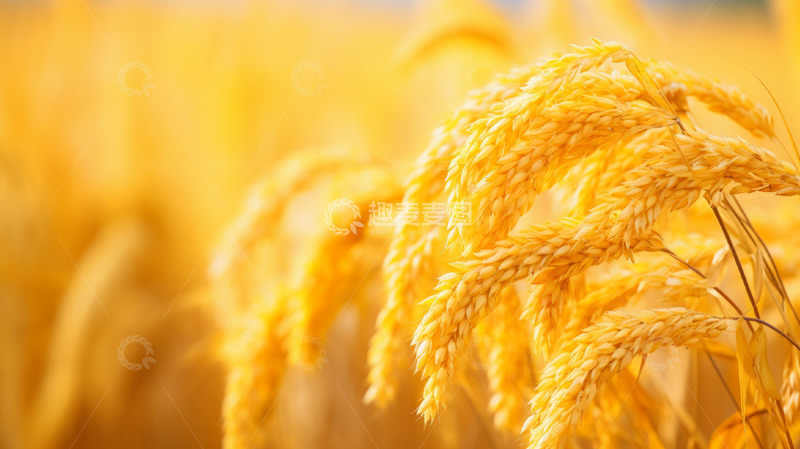 高清大图下载【趣麦麦图】田里金黄色麦穗特写