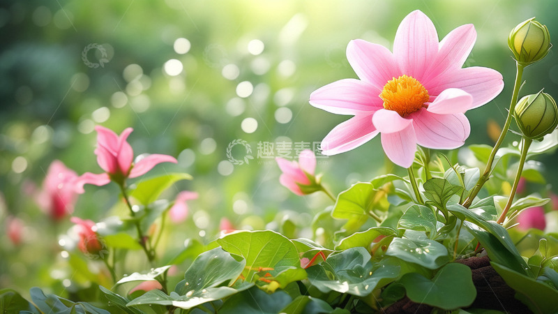 高清大图下载【趣麦麦图】春天的花朵鲜花盛开