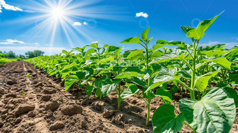 高清大图下载【趣麦麦图】农田阳光植物农作物田地蓝天白云