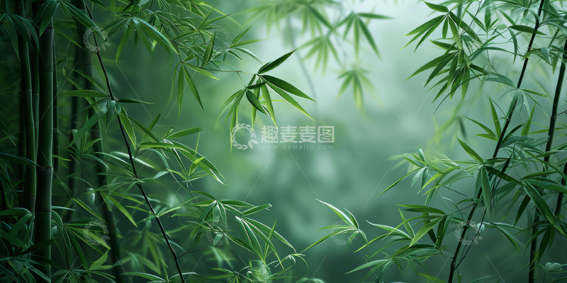 高清大图下载【趣麦麦图】幽深迷雾竹林