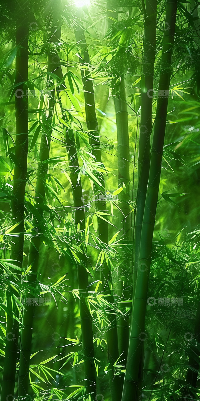 高清大图下载【趣麦麦图】竹林竹叶背景